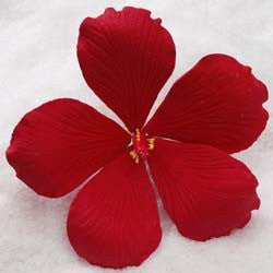 4" Hibiscus - Large - Red